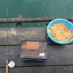 徳島・鳴門堂浦ウチノ海の筏ダンゴ釣り【きしょう氏連載 vol.3】