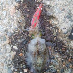 富山県アオリイカ釣行〜今年のトータル100杯超え達成！【きた氏連載 vol.4】