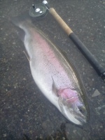 秩父フライフィールド 釣果