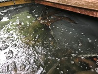 秩父フライフィールド 釣果