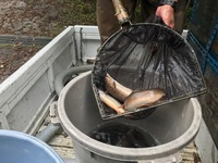 秩父フライフィールド 釣果