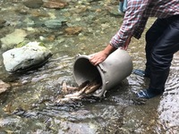 秩父フライフィールド 釣果