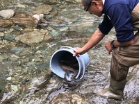 秩父フライフィールド 釣果