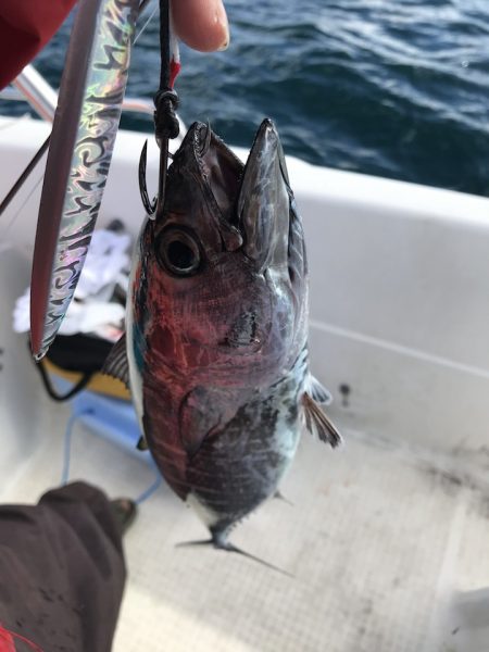 重さを感じない非常に楽なシャクリ心地！ メガバススラッシュビートインプレッション