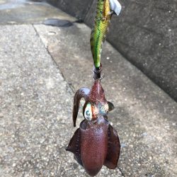 アクションにキレ有りまくり&水中姿勢は高水準〜LUXXEエヴォリッジ エギングレポート