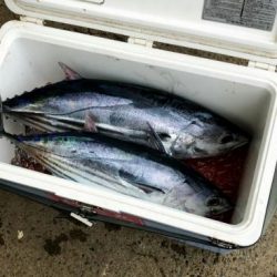 かねい丸 釣果