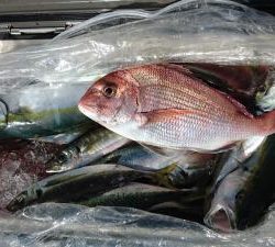 はじめ丸 釣果