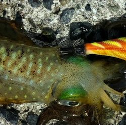 秋のエギング　食欲旺盛なアオリイカには持ってこいのエギです。がまかつ LUXXE（ラグゼ）エヴォリッジ エギングレポート