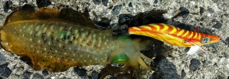 秋のエギング　食欲旺盛なアオリイカには持ってこいのエギです。がまかつ LUXXE（ラグゼ）エヴォリッジ エギングレポート