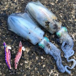 秋の醍醐味サイトフィッシング、シャローでのエギングでアオリイカゲット！ LUXXEエヴォリッジ エギングレポート