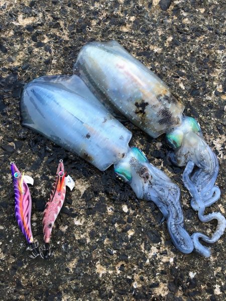 秋の醍醐味サイトフィッシング、シャローでのエギングでアオリイカゲット！ LUXXEエヴォリッジ エギングレポート