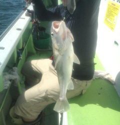 金沢八景鴨下丸 釣果