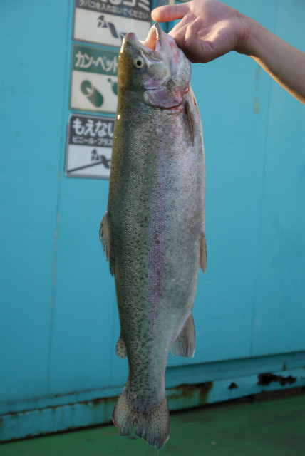 としまえんフィッシングエリア 釣果
