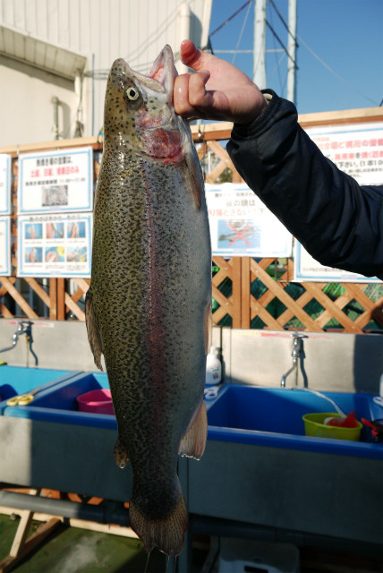 としまえんフィッシングエリア 釣果