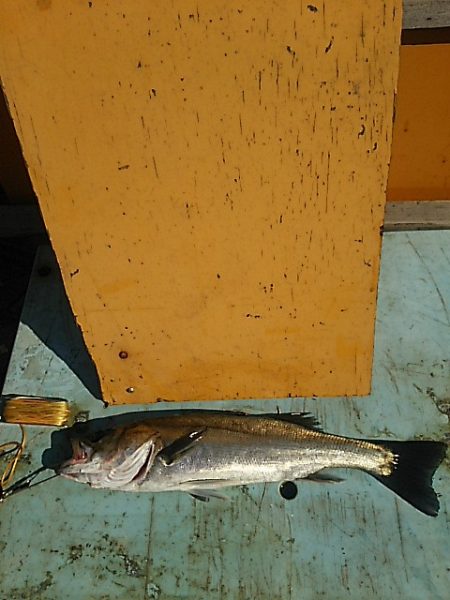 KO-SHIN丸 釣果