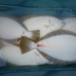 小樽港遊漁船SHAKE 釣果