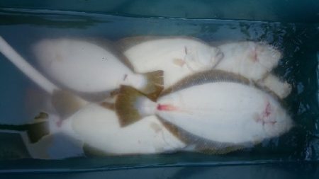 小樽港遊漁船SHAKE 釣果