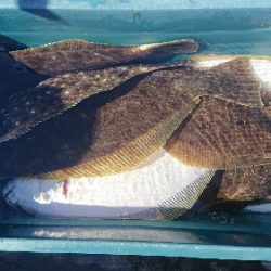 小樽港遊漁船SHAKE 釣果