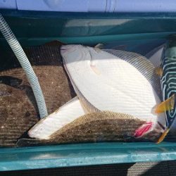 小樽港遊漁船SHAKE 釣果