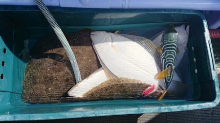 小樽港遊漁船SHAKE 釣果