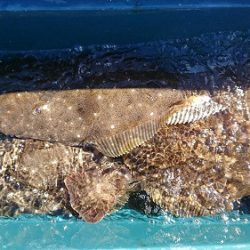 小樽港遊漁船SHAKE 釣果