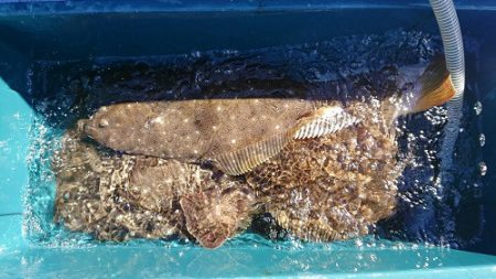 小樽港遊漁船SHAKE 釣果