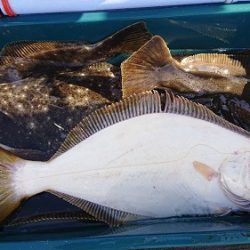 小樽港遊漁船SHAKE 釣果