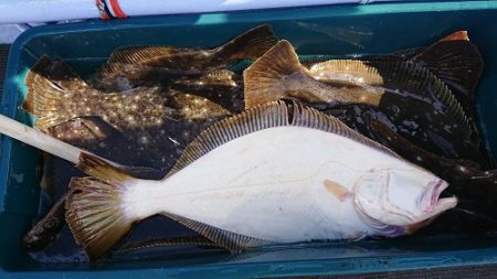 小樽港遊漁船SHAKE 釣果