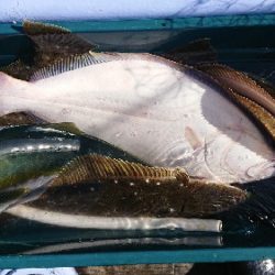 小樽港遊漁船SHAKE 釣果