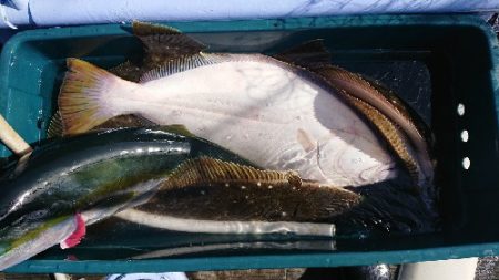 小樽港遊漁船SHAKE 釣果