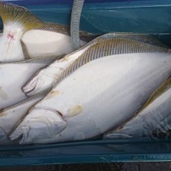 小樽港遊漁船SHAKE 釣果