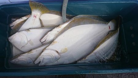 小樽港遊漁船ＳＨＡＫＥ 釣果