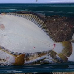 小樽港遊漁船SHAKE 釣果