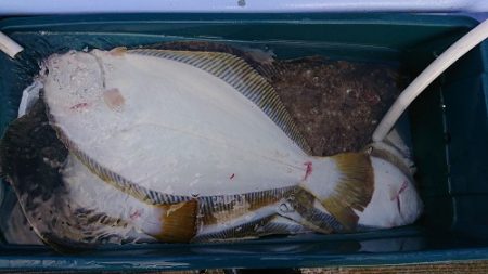 小樽港遊漁船ＳＨＡＫＥ 釣果