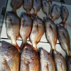 タイラバ遊漁船 ワンピース 釣果