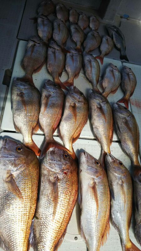 タイラバ遊漁船 ワンピース 釣果