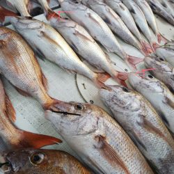 タイラバ遊漁船 ワンピース 釣果