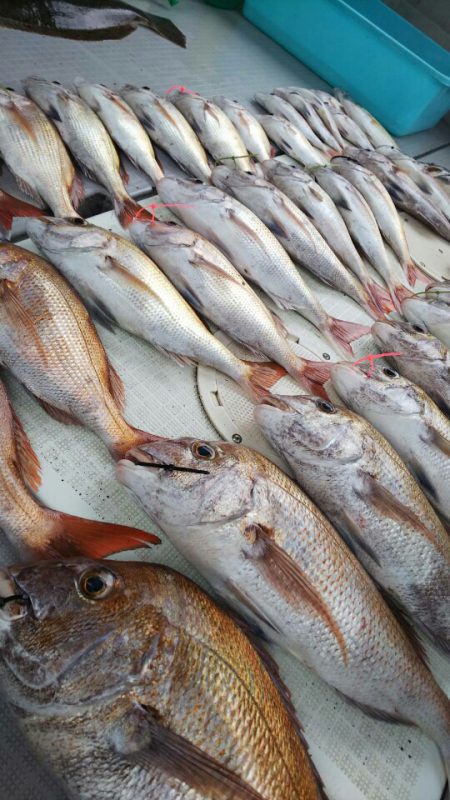 タイラバ遊漁船 ワンピース 釣果