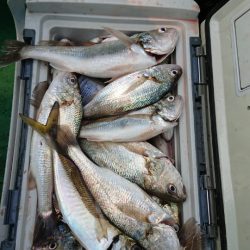 金沢八景鴨下丸 釣果