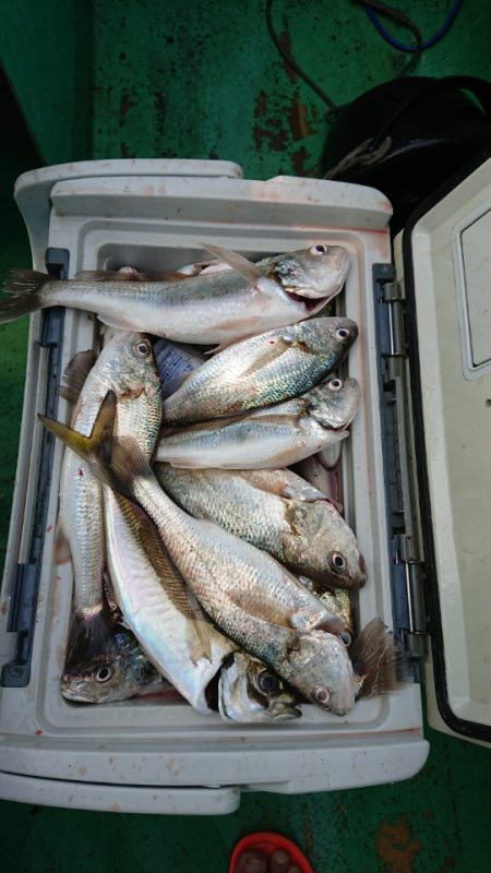 金沢八景鴨下丸 釣果