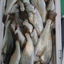 金沢八景鴨下丸 釣果