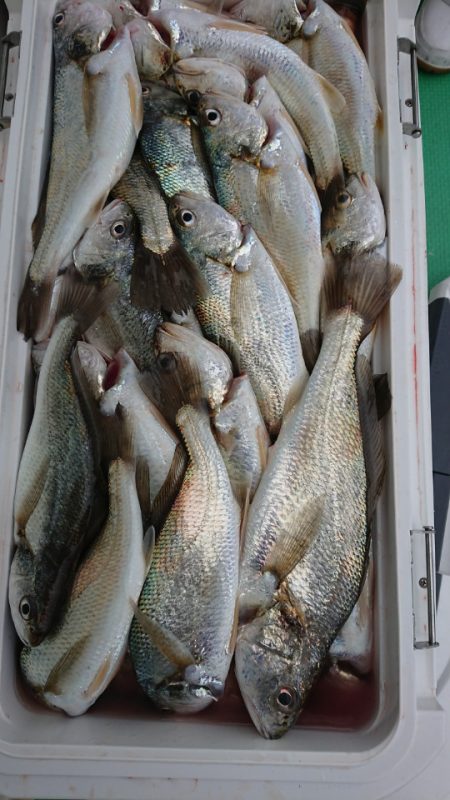 金沢八景鴨下丸 釣果