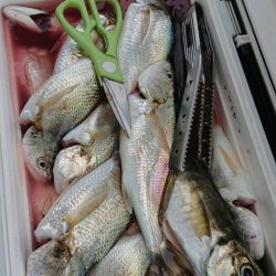 金沢八景鴨下丸 釣果