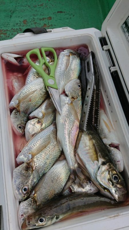 金沢八景鴨下丸 釣果