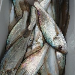 金沢八景鴨下丸 釣果