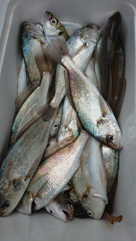 金沢八景鴨下丸 釣果