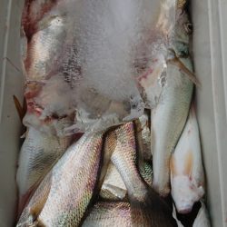 金沢八景鴨下丸 釣果