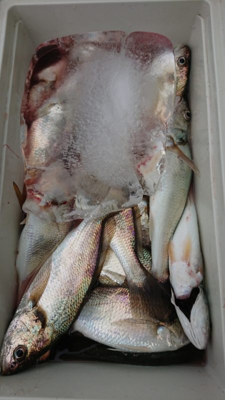 金沢八景鴨下丸 釣果