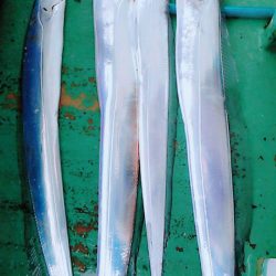 金沢八景鴨下丸 釣果