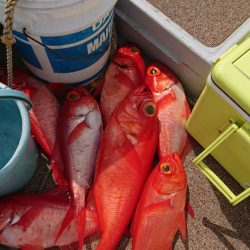 金沢八景鴨下丸 釣果